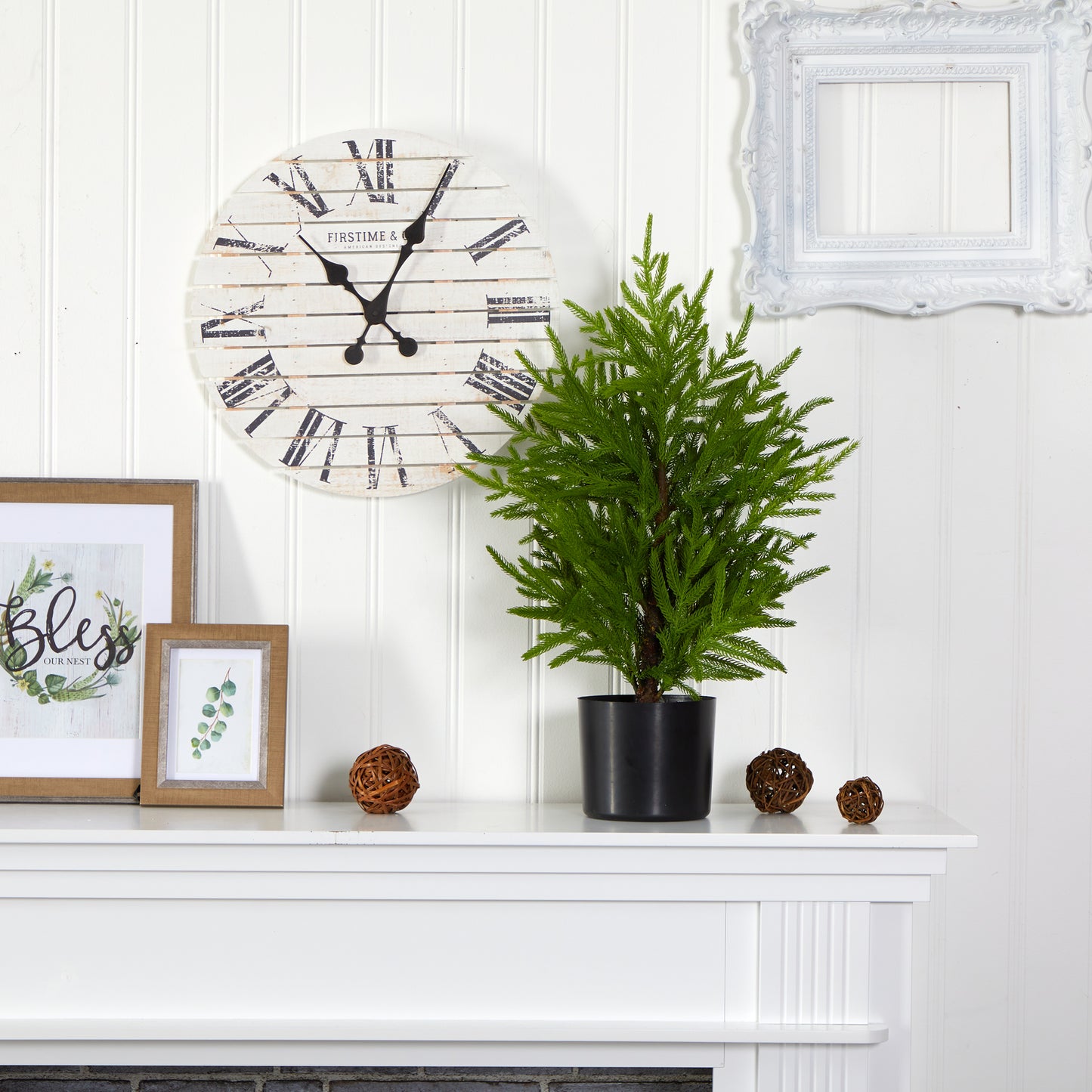 Norfolk Pine 24in Tabletop Tree