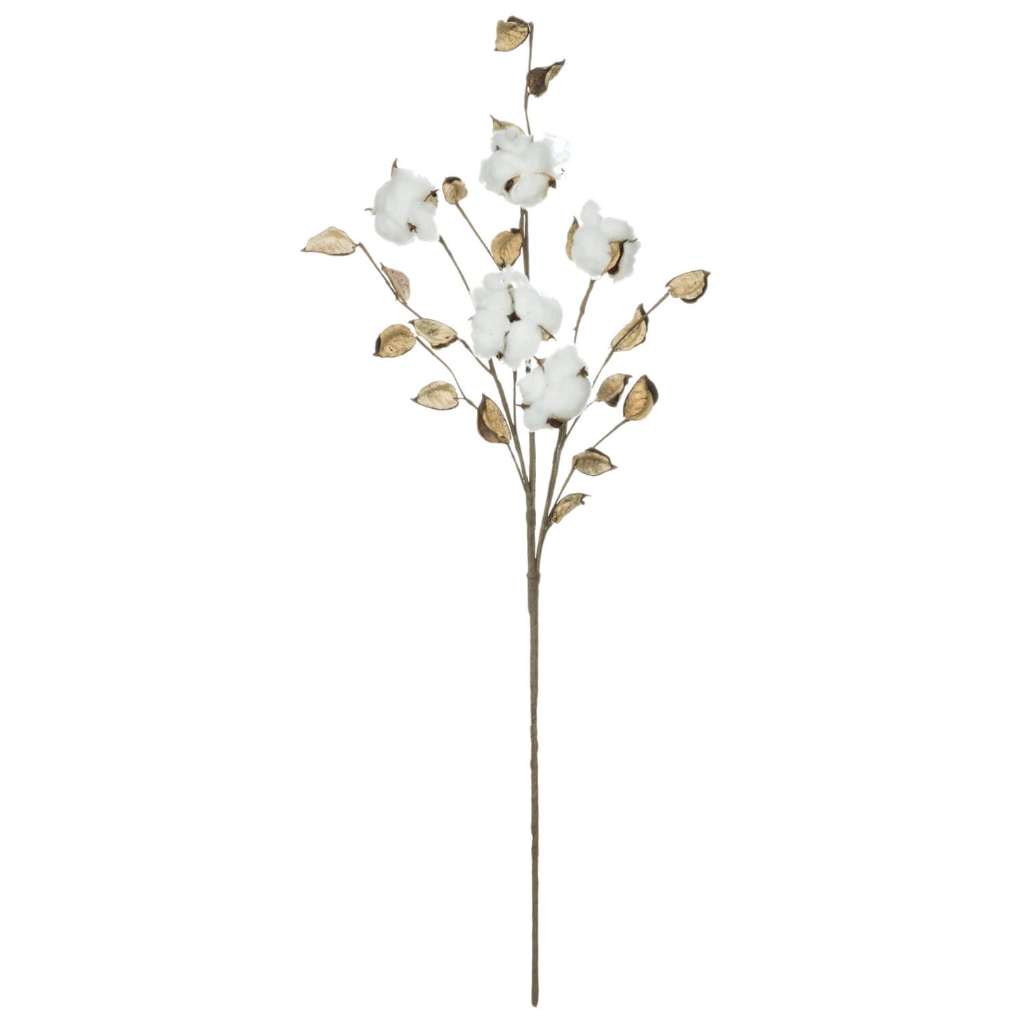 Dried Cotton Stem