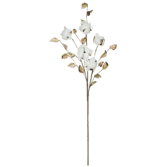 Dried Cotton Stem