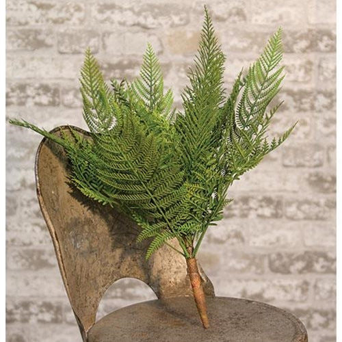 Deer Fern Bush