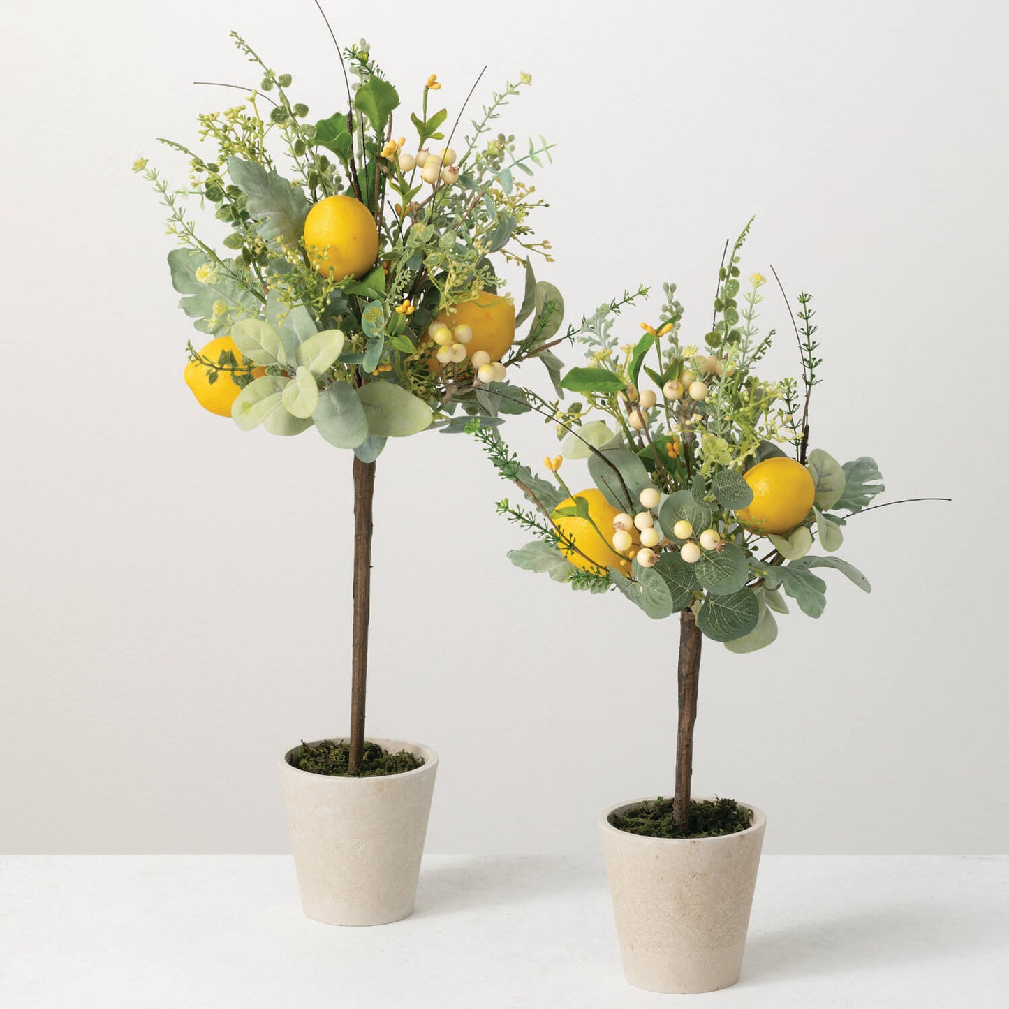Eucalyptus Lemon Potted Topiaries
