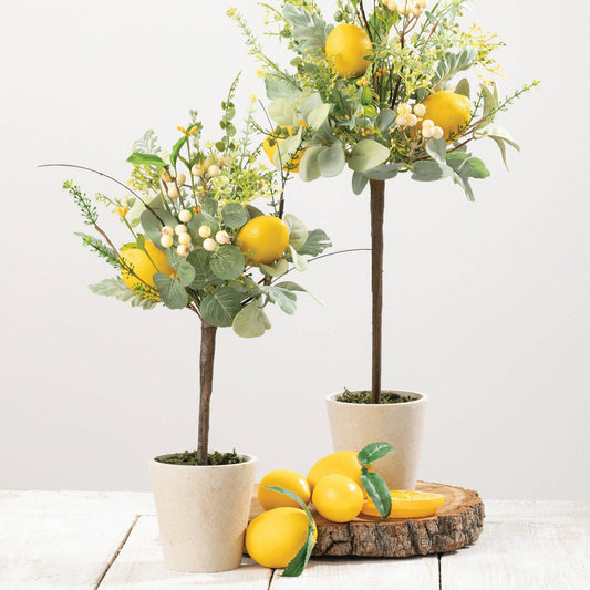 Eucalyptus Lemon Potted Topiaries