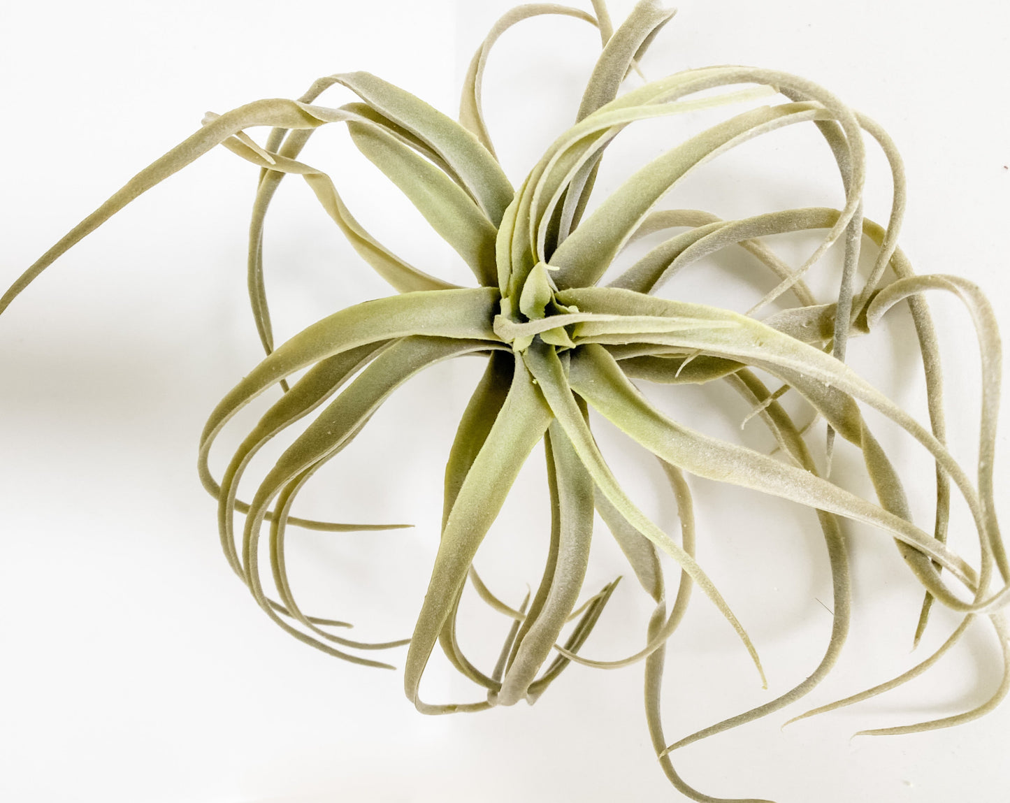 Faux Air Plant