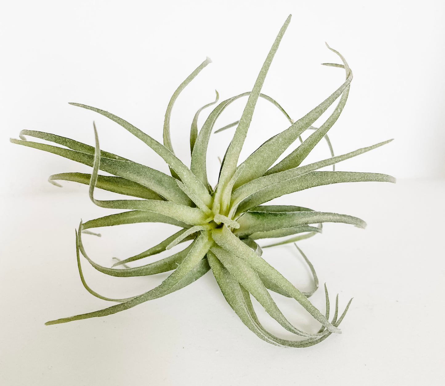 Faux Air Plant