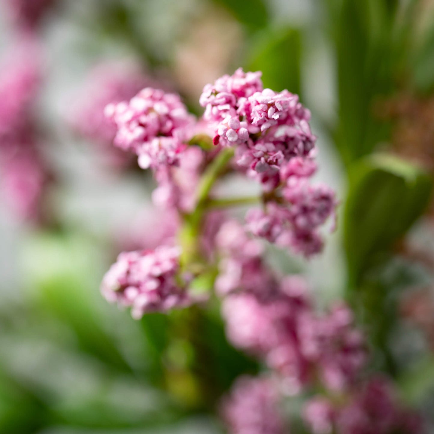 Pink Leafy Bush Pick