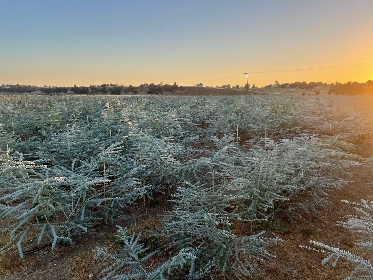 Fresh Eucalyptus Shower Plant