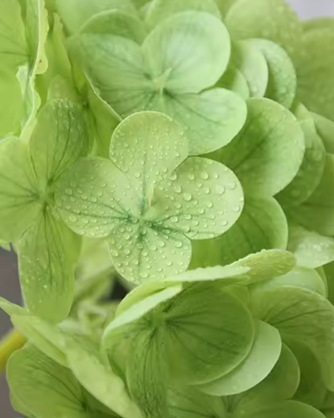 Green Hydrangea Stem