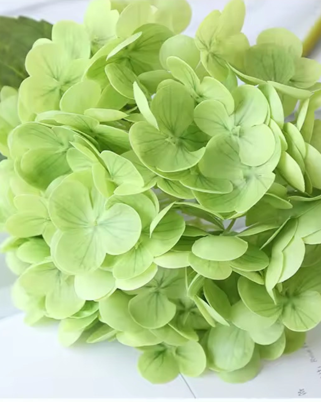 Green Hydrangea Stem