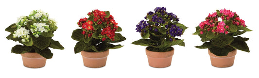 Set of 4 Small Potted Florals