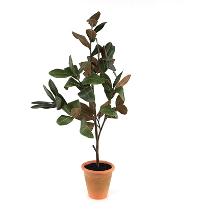 Potted Magnolia - ONLINE EXCLUSIVE