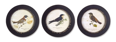 3 Framed Round Bird Prints