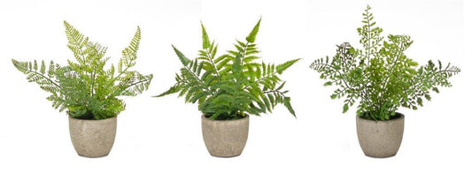 Small Potted Ferns
