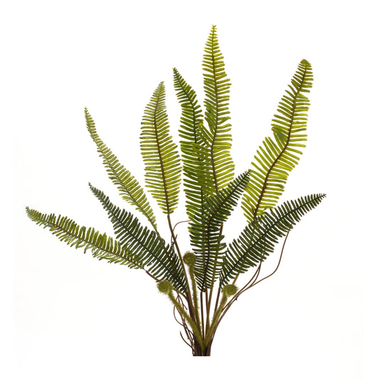 Fern Plant 17.5in