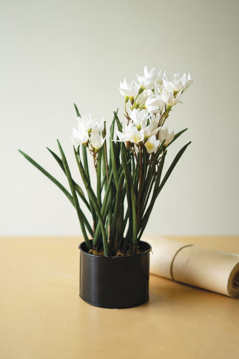 Potted Paperwhite