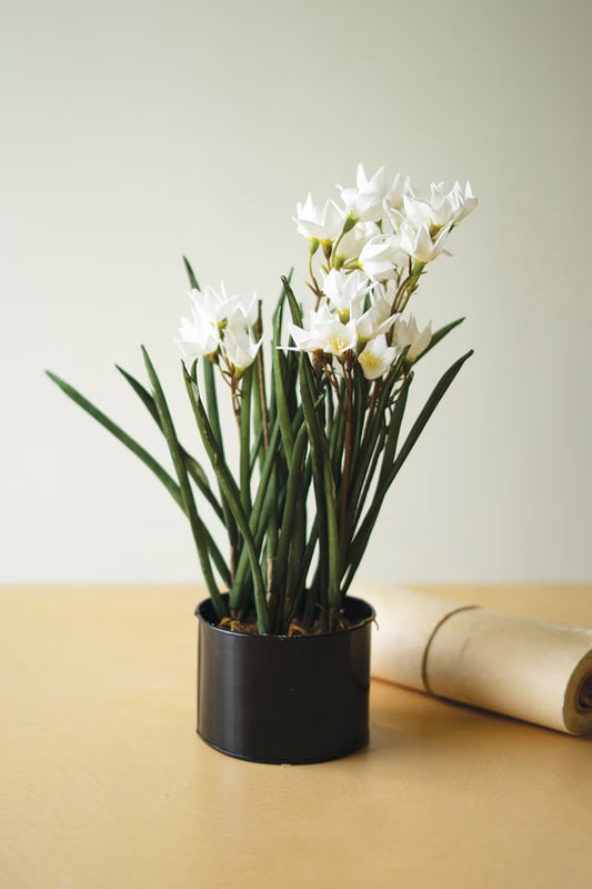Potted Paperwhite