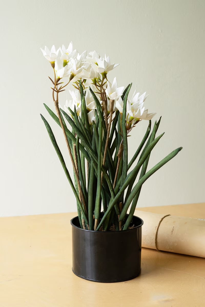 Potted Paperwhite