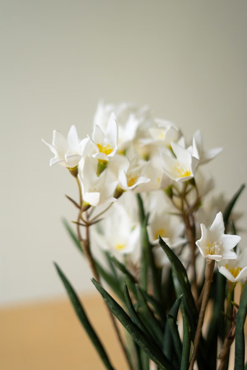 Potted Paperwhite