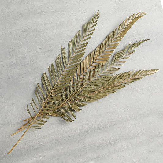 Natural Dried Fern Stems