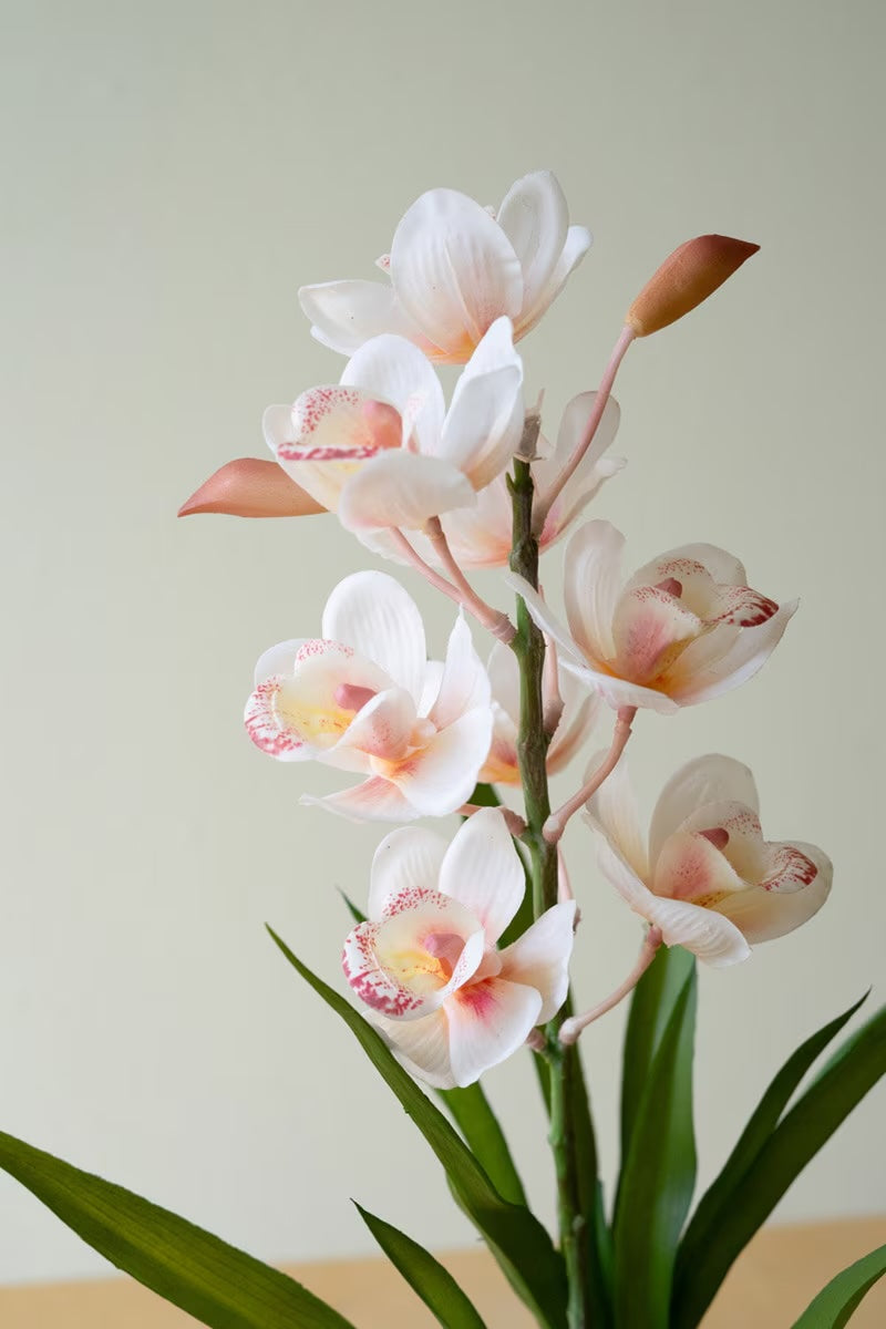 Pink Potted Orchid