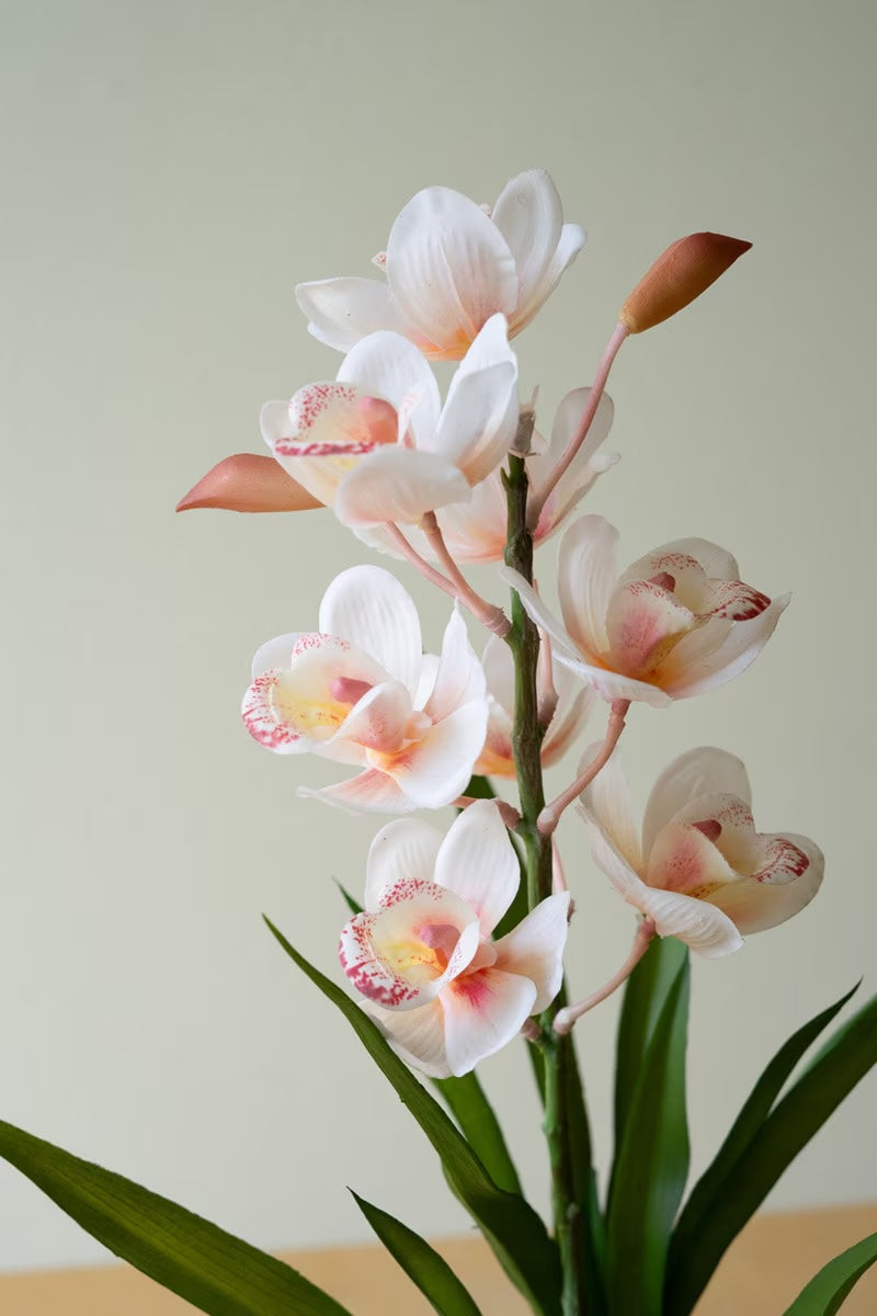 Pink Potted Orchid