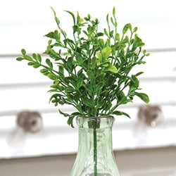 Boxwood Pick (ONLINE EXCLUSIVE)