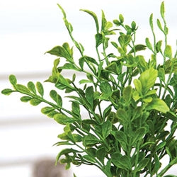 Boxwood Pick (ONLINE EXCLUSIVE)