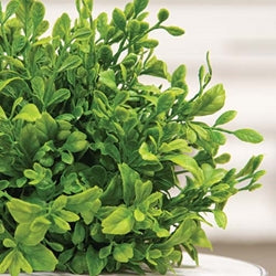 Boxwood Orb (ONLINE EXCLUSIVE)