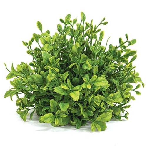 Boxwood Orb (ONLINE EXCLUSIVE)