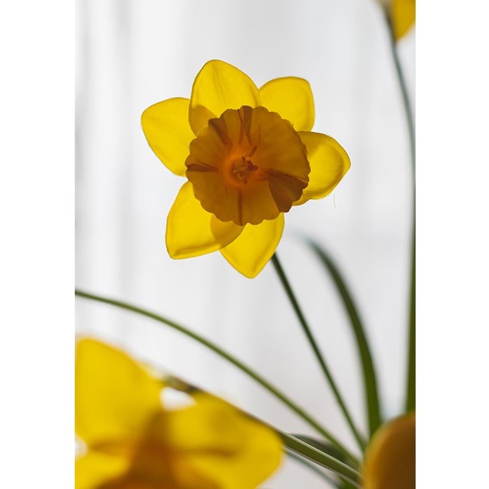 Artificial Silk Yellow Daffodil Stem (ONLINE EXCLUSIVE)