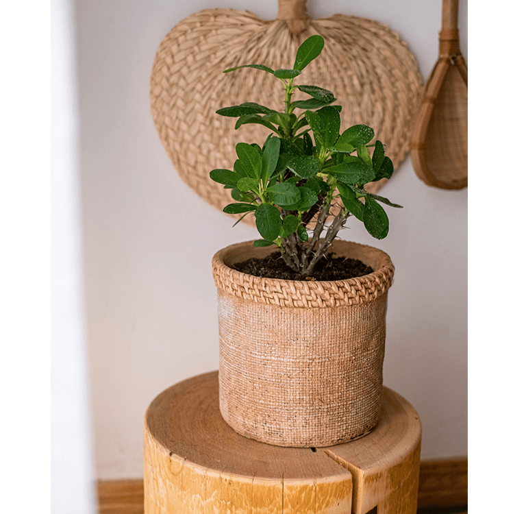 Straw Looking Concrete Planter (ONLINE EXCLUSIVE)