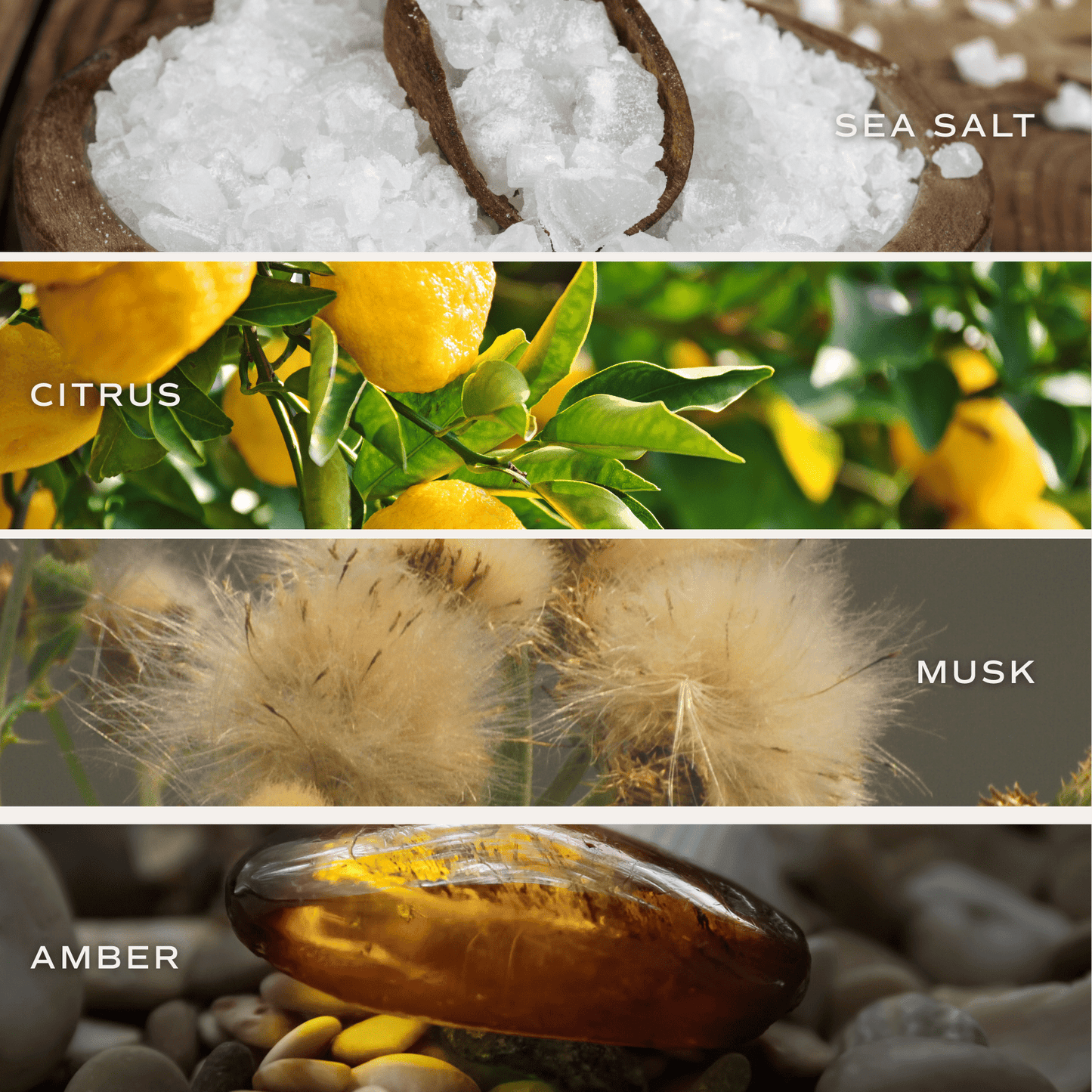 Salt and Sea Soy Candle (ONLINE EXCLUSIVE)