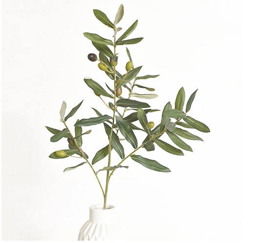 Olive Branch