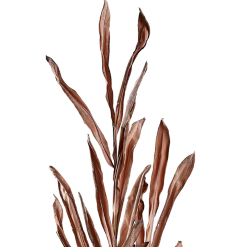 Dried Willow