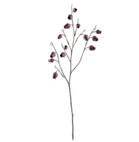 Burgundy Seed Pod