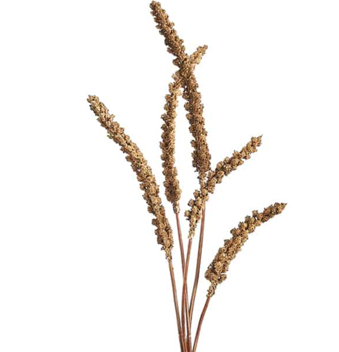 Brown Grain Stem Bundle