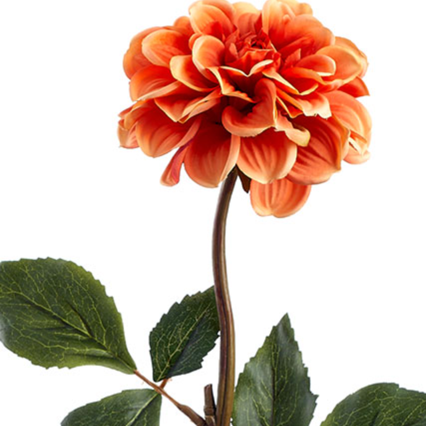 Burnt Orange Dahlia