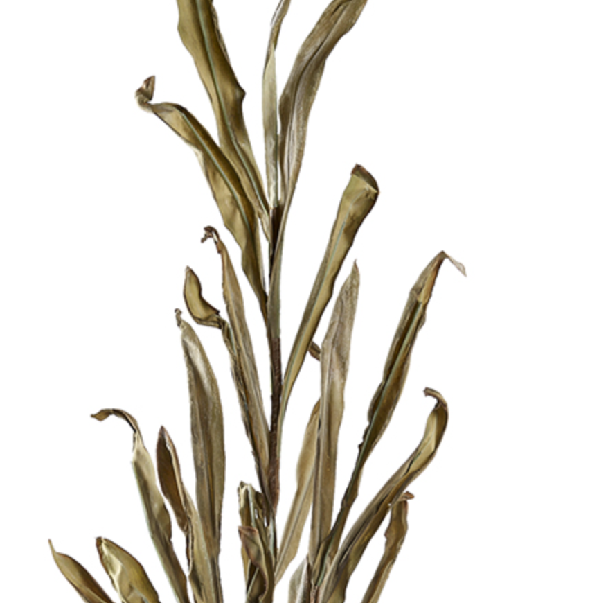 Dried Willow