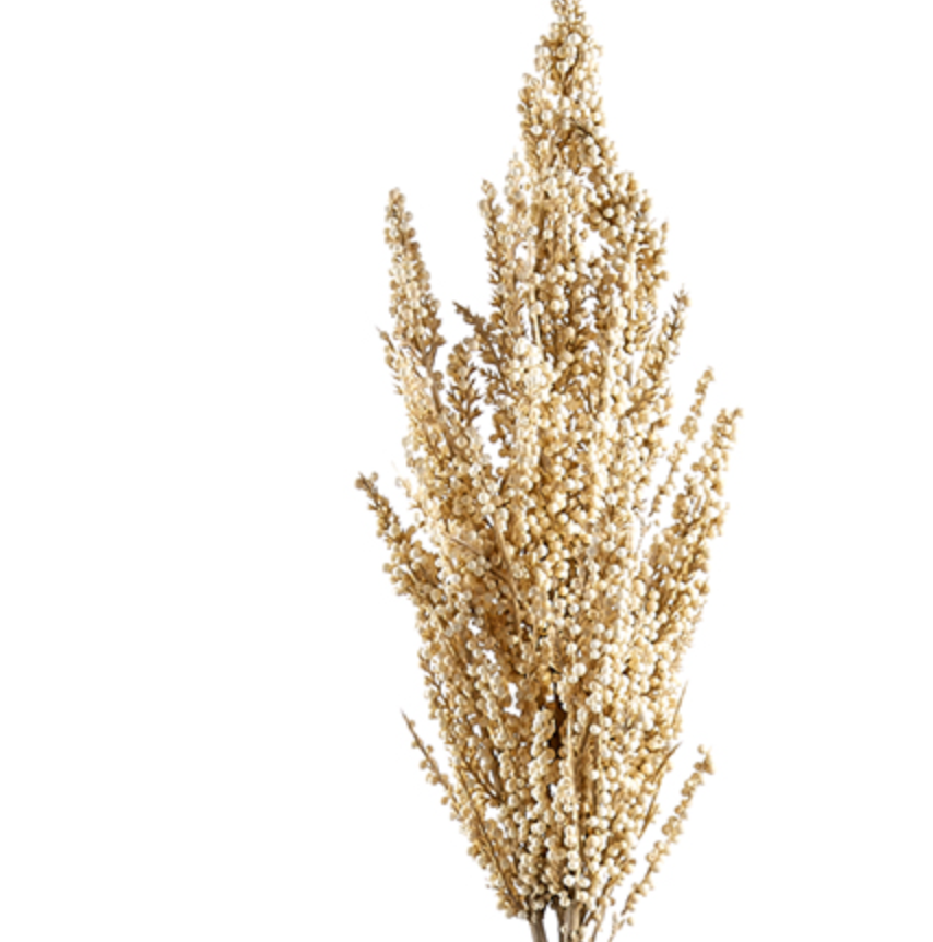 Millet Stem