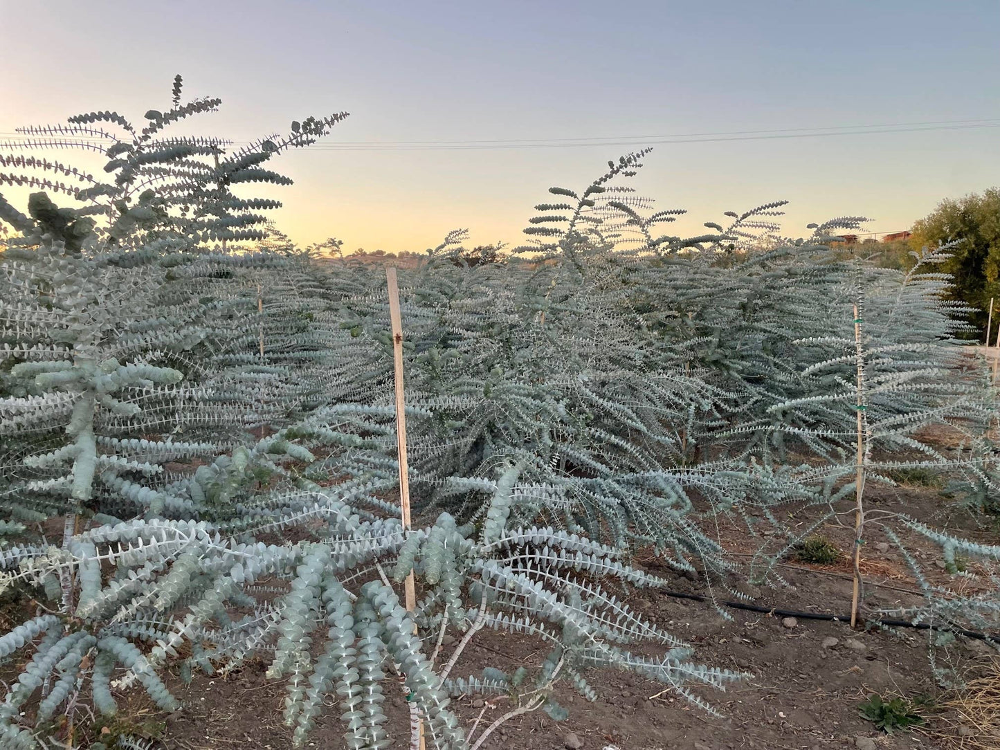 Fresh Eucalyptus Shower Plant