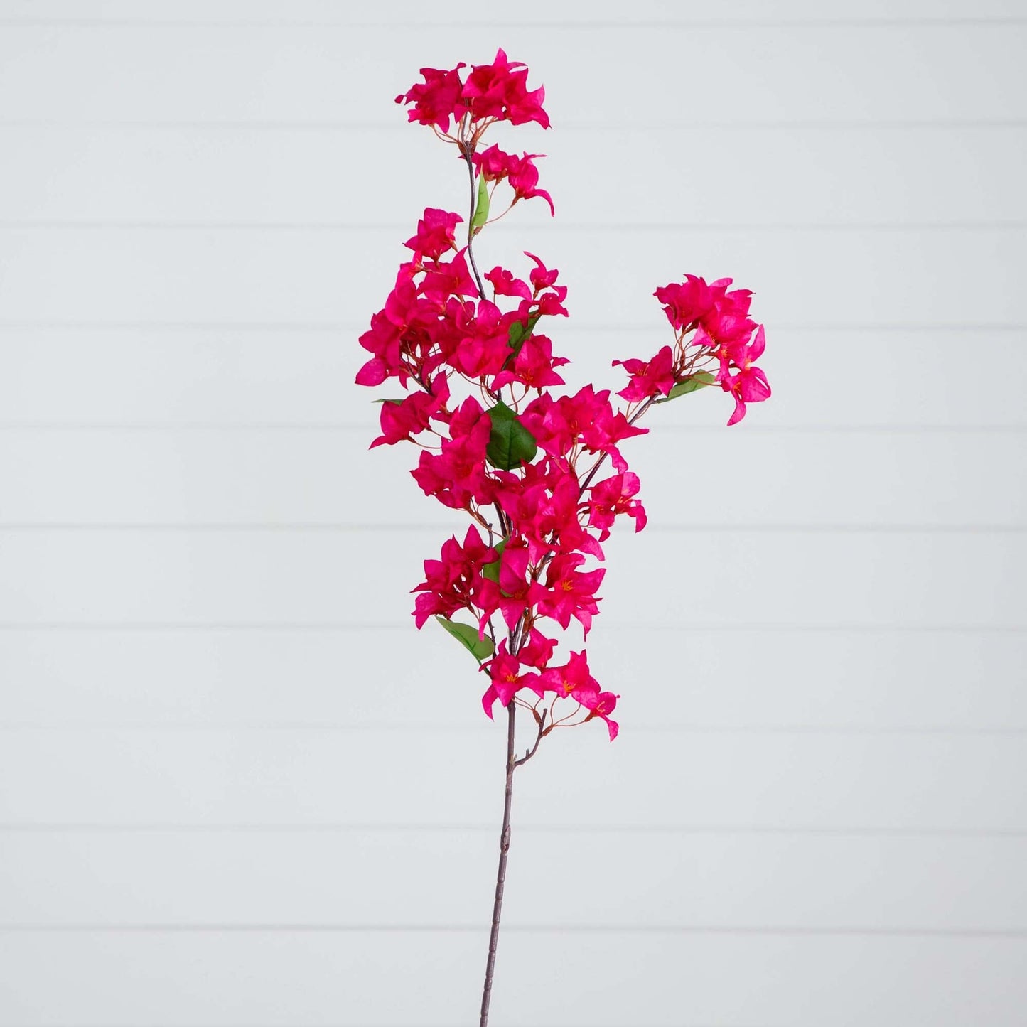 Bougainvillea Stems - Set of 3