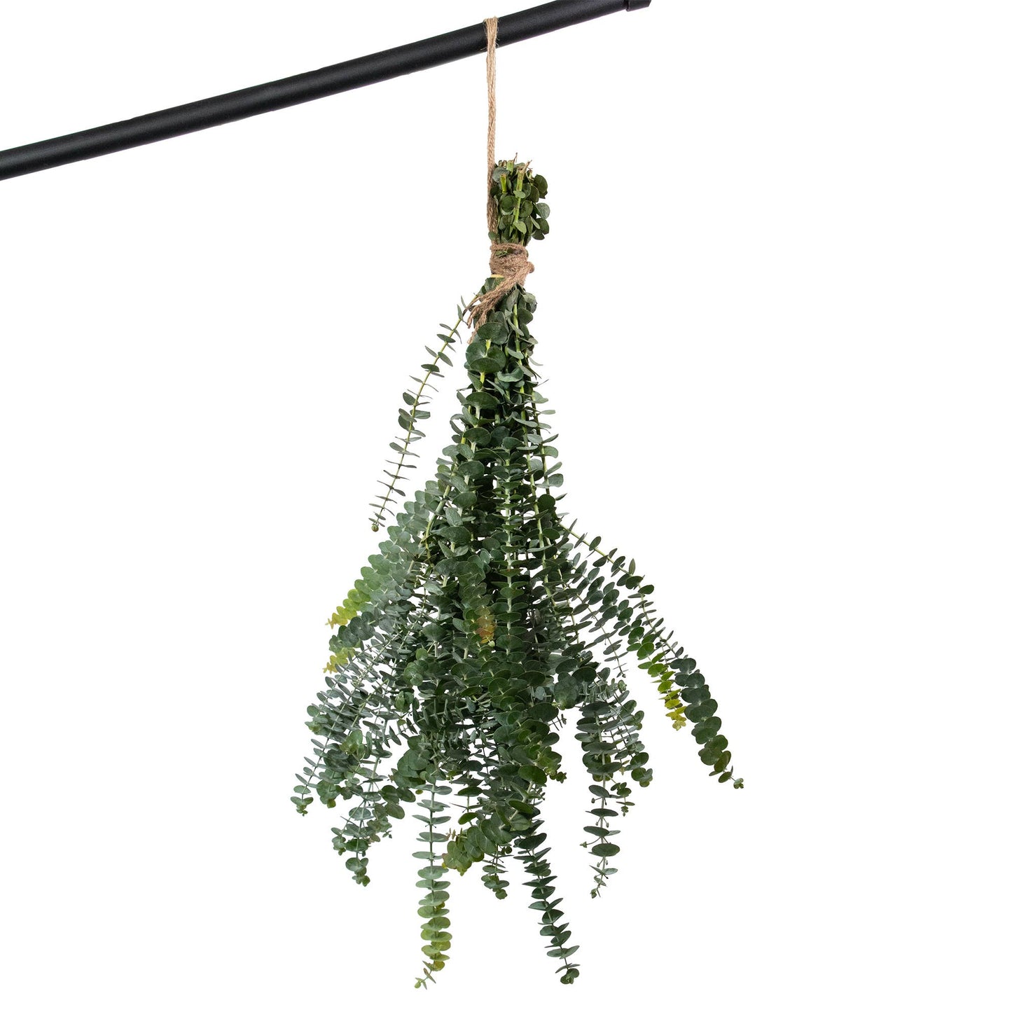Fresh Eucalyptus Shower Plant