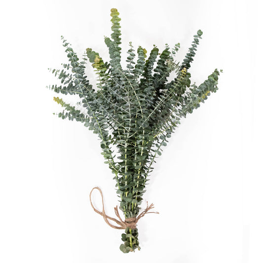 Fresh Eucalyptus Shower Plant