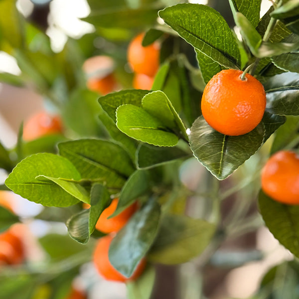 Faux Tangerine Tree (ONLINE EXCLUSIVE)
