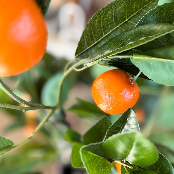 Faux Tangerine Tree (ONLINE EXCLUSIVE)