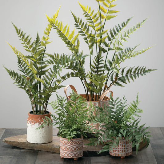 Small Potted Fern