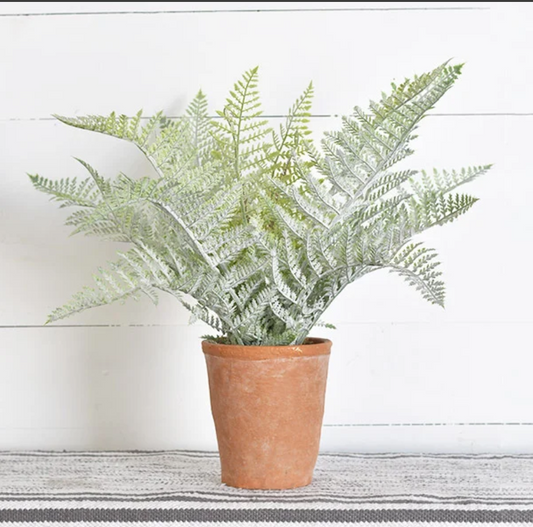 Fern in Terracotta Pot