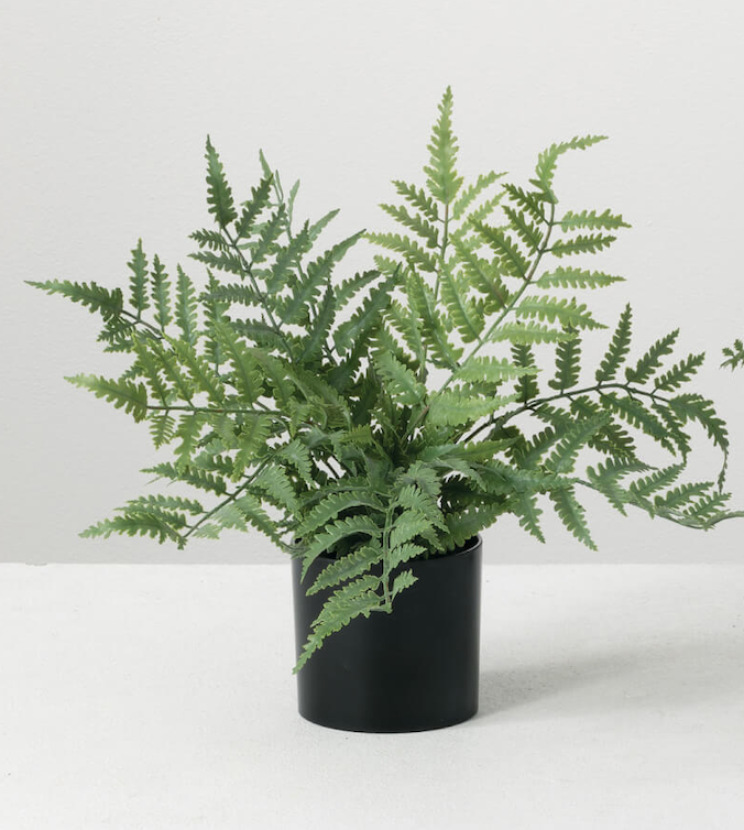 Small Potted Fern
