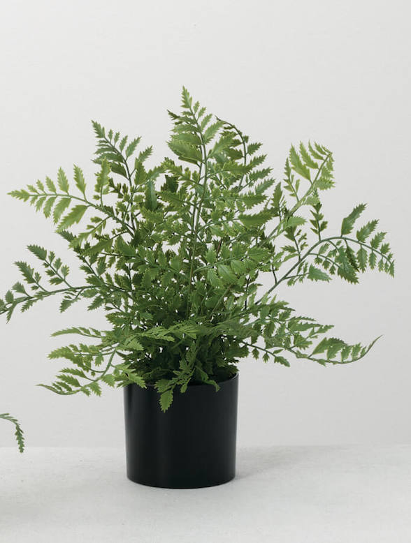 Small Potted Fern